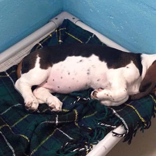 A small dog sleeps on a dog bed